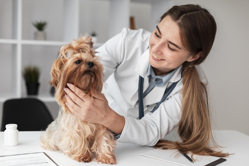 Czy klinika weterynaryjna Toruń to odpowiednie miejsce do leczenia Waszych zwierzaków?